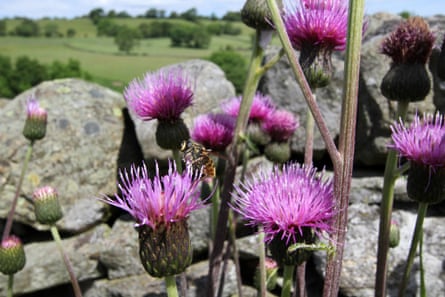 Thistles in the North Pennines area of outstanding natural beauty.
