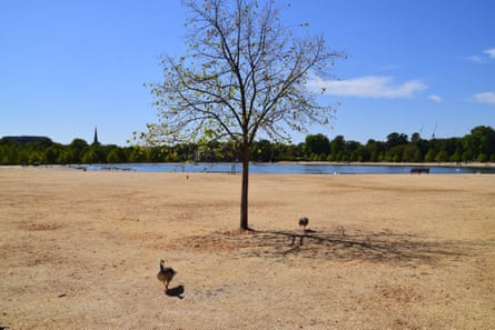 Geese look for food in a dried-out Kensington Gardens.