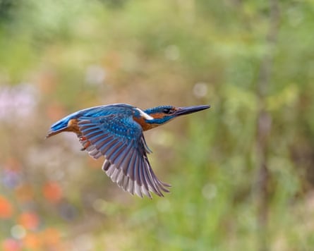 Male common kingfisher in flight