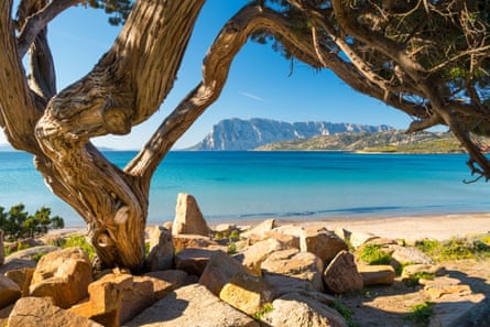 An ancient juniper tree frames a beach with an island in the background