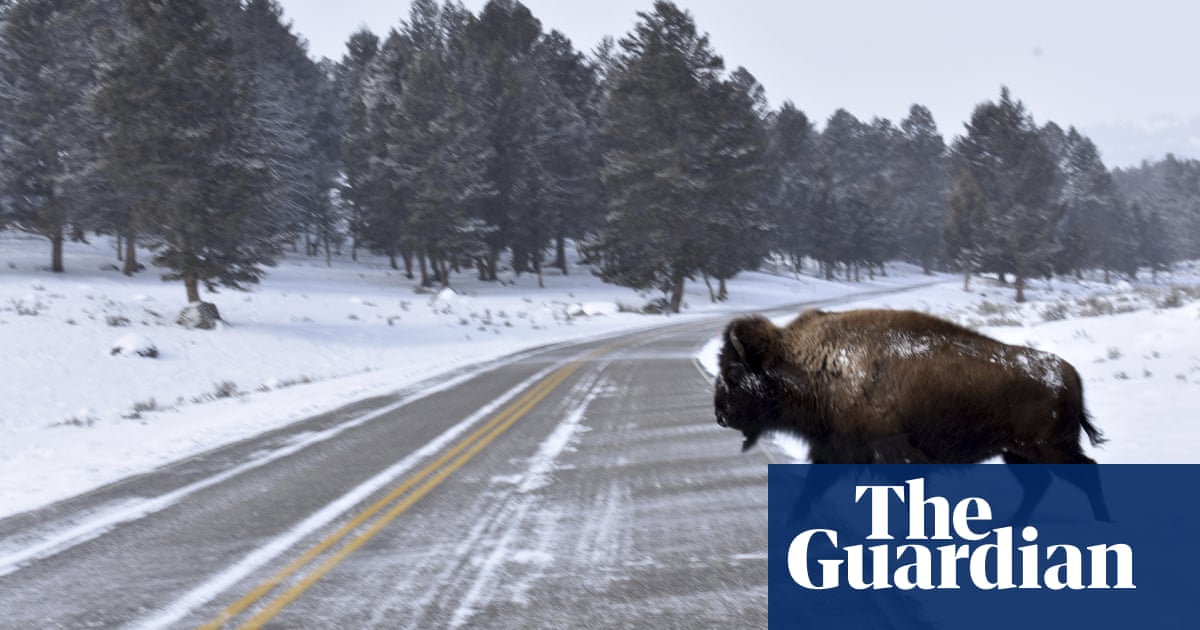 Thirteen bison killed after road crash near Yellowstone national park