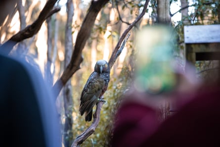 Kakà sfacciato fissa gli ospiti dell'ecosantuario di Orokonui.