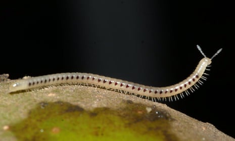 Spotted snake millipedes defend themselves with rows of red stink glands.