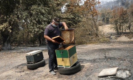 Beekeeper Antonis Vakos checks a beehive next to other destroyed beehives in Greece.