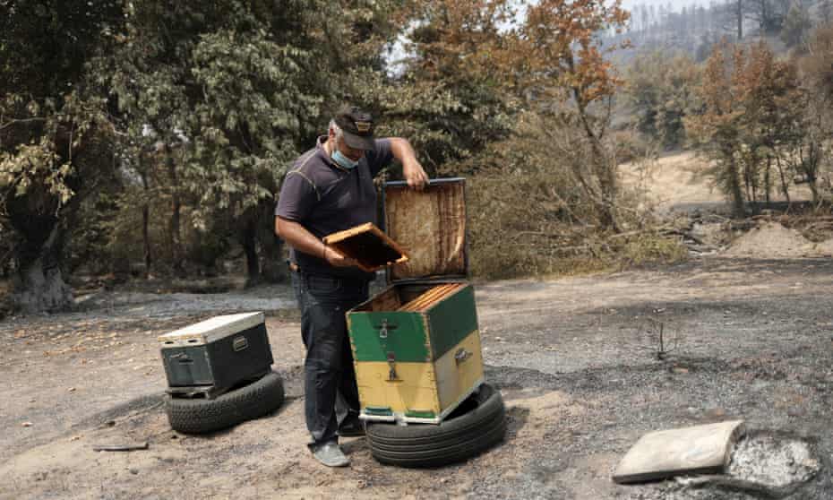 Beekeeper Antonis Vakos checks a beehive next to other destroyed beehives, following a wildfire on the island of Evia.