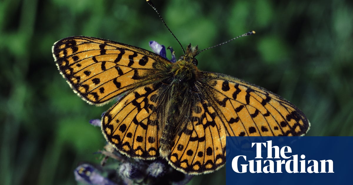 Mass planting of marsh violets key to saving rare UK butterfly, says National Trust | Butterflies