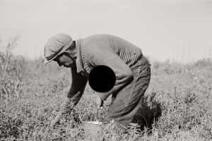 Blueberry picker, near Little Fork, Minnesota. 1937.