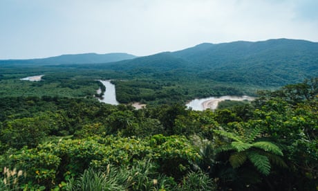 A Japanese mangrove swamp