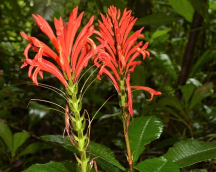 The flame-like shrub Aphelandra calciferi