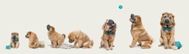 A sharpei photographed seven times as it grows from puppyhood