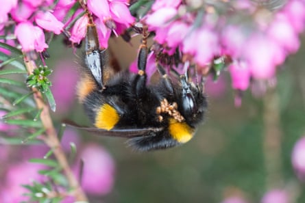 The queen buff-tailed bumblebee seen with parasites in the UK.