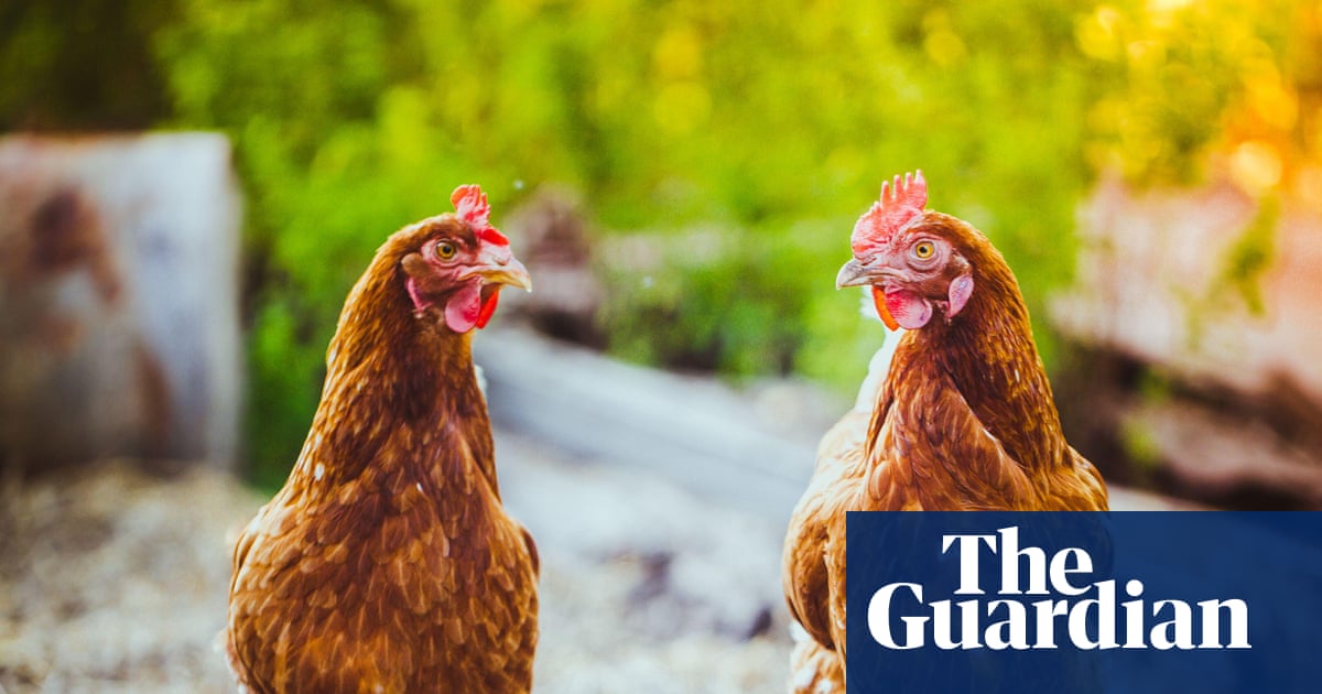 Chlorinated chicken with a side of safety warnings | Letters