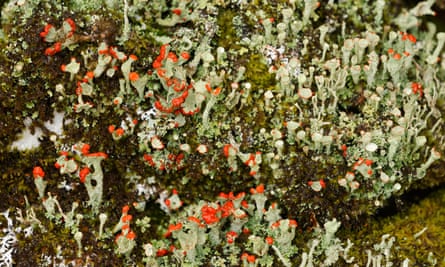 Matchstick lichen in Carrifran.