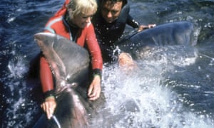 Ron and Valerie Taylor taking the temperature of a live great white. Dr Samuel H. Gruber, an American marine scientist, wanted to know if great white sharks were warm-blooded. To our surprise we discovered they are. We also tagged the shark. She was caught by a fisherman six months later and the tag returned.