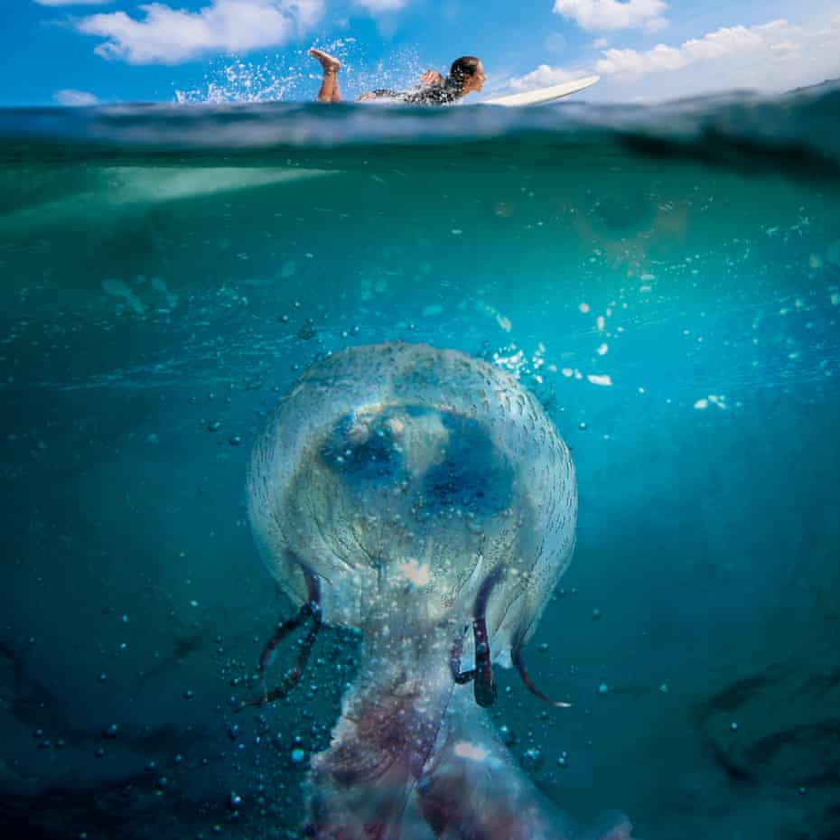 Composite of woman surfing with a giant jellyfish in the water beneath her