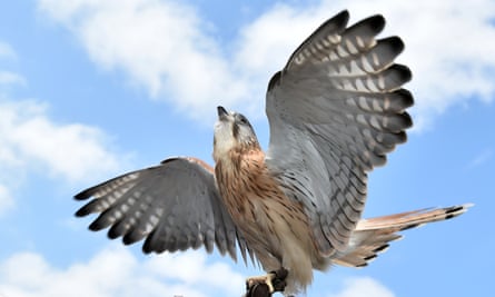 a Nankeen Kestrel