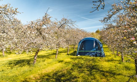 A pitch in an apple orchard at Dorset Nectar cider farm