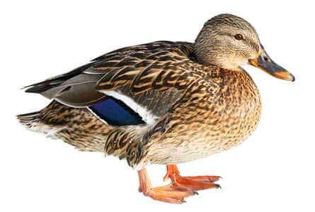 A female mallard duck