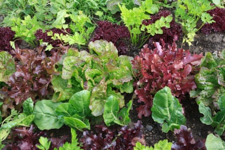 Mixed salad leaves growing in ground