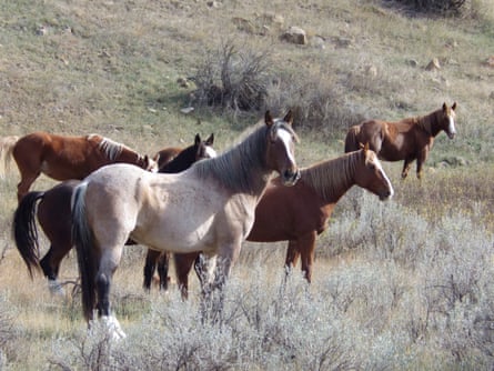 Wild horses turn towards the camera in Theodore Roosevelt national park.