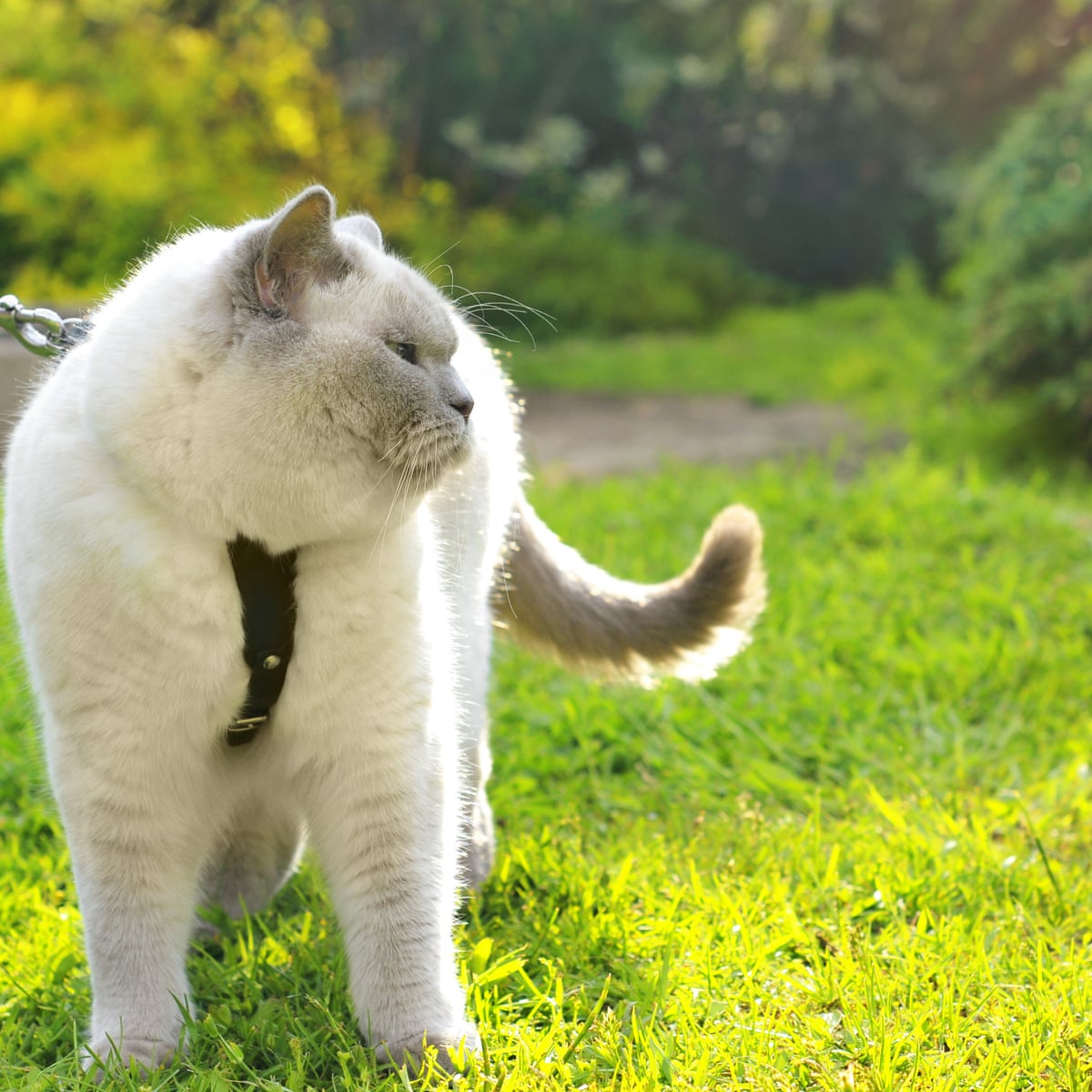 paw outcome new zealand council proposes banning all cats cats the guardian