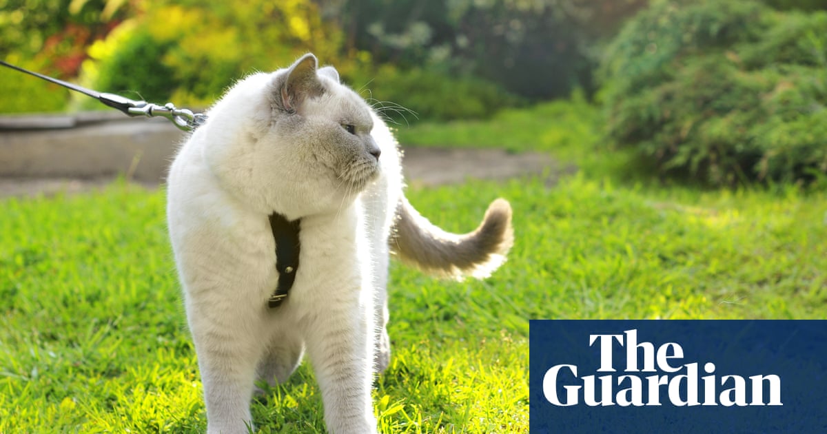 Paw outcome? New Zealand council proposes banning all cats
