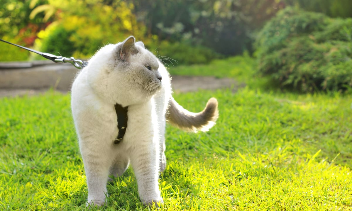 paw outcome new zealand council proposes banning all cats cats the guardian paw outcome new zealand council proposes banning all cats cats the guardian