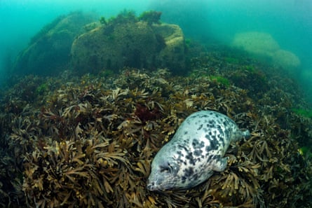 A large female adult sleeps in a bed of seaweed off Lundy in Devon.