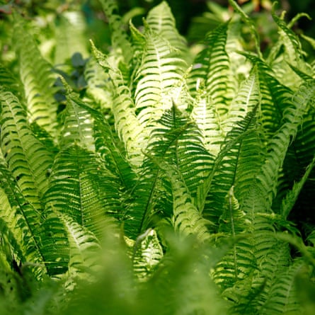 Sensitive Fern, Onclea sensibilis, in spring in the forest.