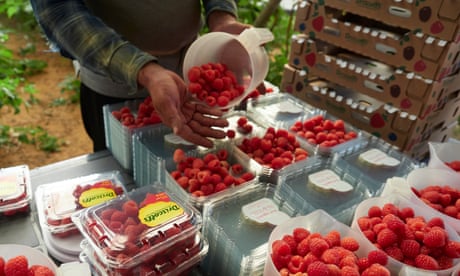 Driscoll's punnets of raspberries, picked on a soft fruit farm in Odemira, Portugal. More than 15,000 migrant workers from South Asia are working on soft fruit farms in Odemira, Portugal. In interviews with The Guardian, 40 berry pickers described exploitative working conditions, including illegally long hours and low pay.