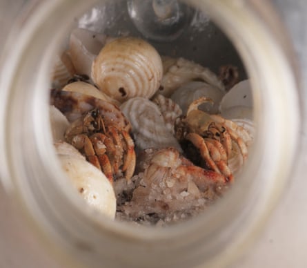 Hermit crabs in a plastic bottle