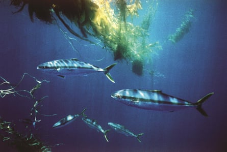 Adult yellowtail, one of the species Rose Canyon wants to farm off the San Diego coast.