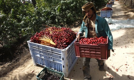A Palestinian farmer carries dates harvested in Khan Yunis, in the Gaza Strip