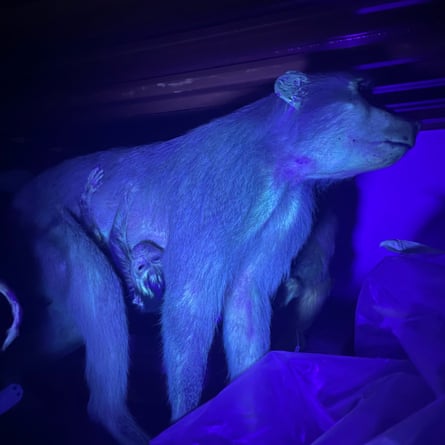 A baboon lit with UV light.