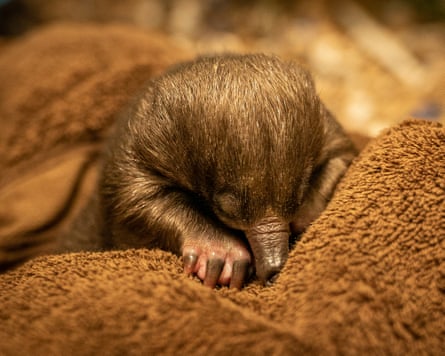 A rescued echidna puggle