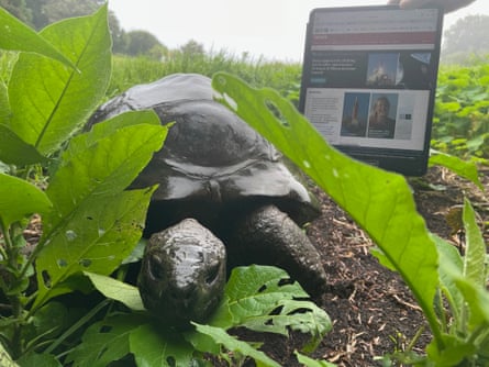 Jonathan the tortoise among the shrubbery with an iPad in the background