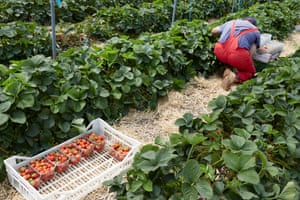 Workers from eastern Europe pick strawberries on a farm in Kent.