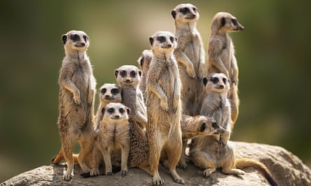 Meerkat family on lookout