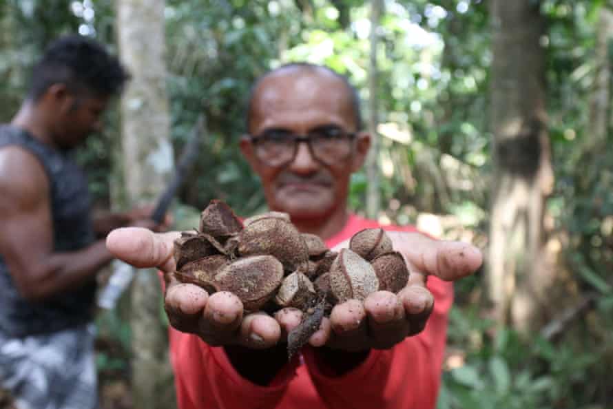 A member of the Rio Nose community with a handful of Brazil nuts, which will be sold and reprocessed as oil.