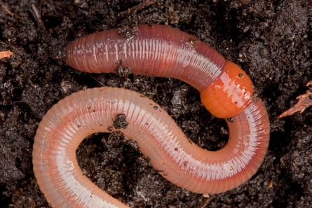 A common earthworm in soil.