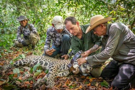 Researchers place a GPS collar on a jaguar for research and monitoring.