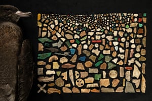 A mosaic made from the 403 pieces of plastic, next to an image of the bird