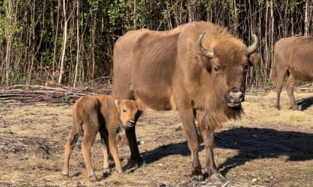 Bison calf and adult bison in Kent