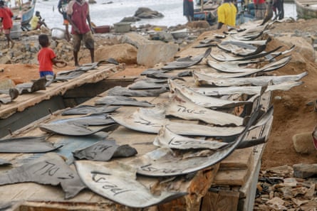 Dozens of ray and shark fins drying in the sun on wooden boards by the sea as children and men pass by in the background