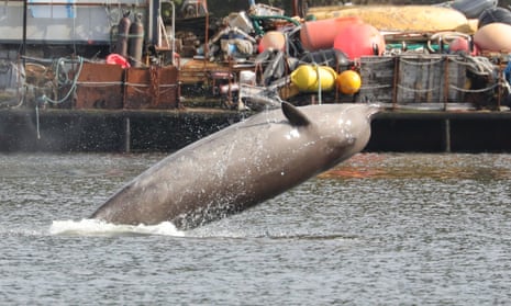 A Northern Bottlenose whale breaches in the Clyde. Three northern bottlenose whales have been stuck in Gare Loch near Faslane Naval Base, apparently unable to find their way back to the North Atlantic. 