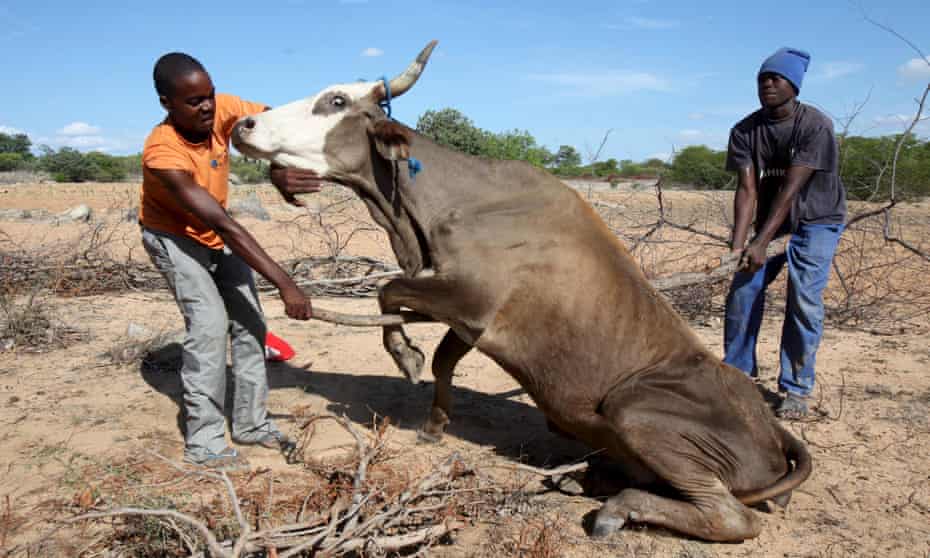 Zimbabwean farmers attempt to get a malnourished cow on its feet in rural Masvingo in January