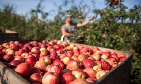 Apple picking in Kent