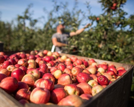 Royal gala apples in a crate after being harvested at a farm in Egerton