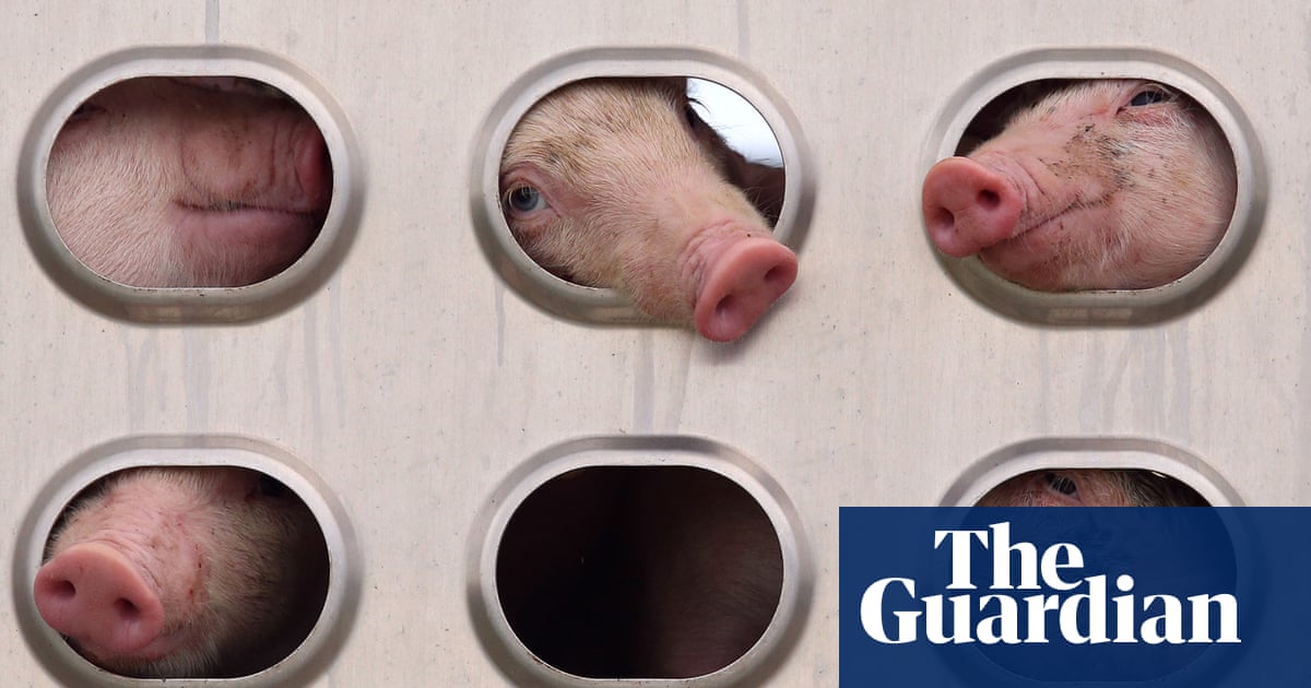 Live export: animals at risk as giant global industry goes unchecked