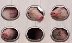 Piglets fill a truck as they’re shipped from a large breeding facility to an Illinois hog confinement operation to be fattened for market.